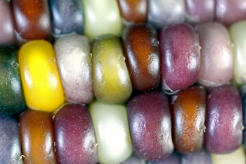Flint Corn, also known as calico or Indian corn. A hard shell maze that's used for hominy and chips. Also a popping corn, various colors with many regional varieties.