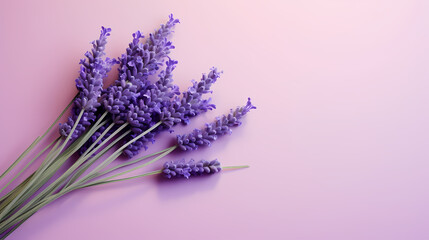 Panoramic view of lavender fields in bloom