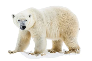 Foto op Canvas white polar bear © trimiati
