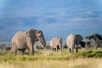Naklejka na ściany i meble elephant in Amboseli national park