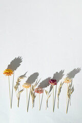 Obraz premium Vertical image of a dry flowers on a white background with copy space. Top view. 