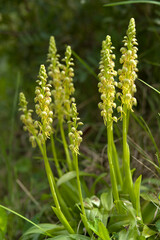 Orchidea (Aceras antropophorum). Muros, Sassari, Sardegna. Italia.