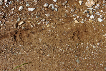 Footseps of a Brown bear.