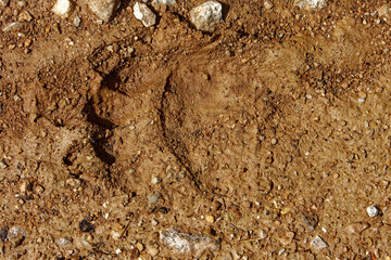 Footsep of a Brown bear.
