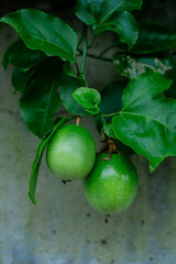 Passion fruit (passiflora edulis) in the garden around the house, selective focus