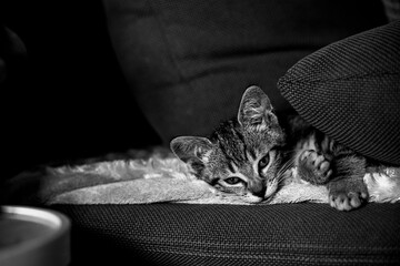Portrait d'un chaton tigré en train de dormir profondément sur le canapé - 745203801