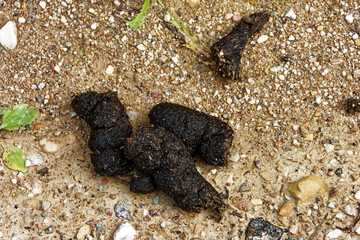 Excrements of a Brown bear.