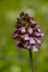 Orchidea (Orchis purpurea). Muros, Sassari, Sardegna, Italia.