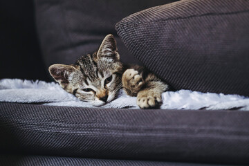 Portrait d'un chaton tigré en train de dormir profondément sur le canapé - 745204021