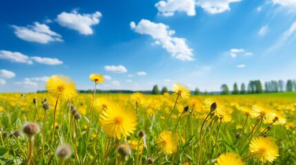 Fototapeta premium Beautiful meadow field with fresh grass and yellow dandelion flowers in nature against a blurry blue sky with clouds. Summer spring perfect natural landscape.