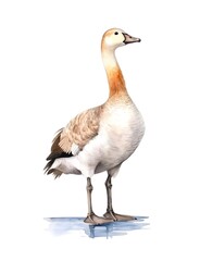 Watercolor illustration of a goose bird isolated on white background.