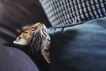 Portrait d'un chaton tigré en train de dormir profondément sur le canapé - 745205073