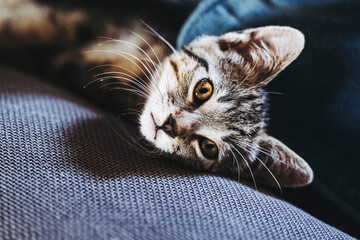 Portrait d'un chaton tigré en train de dormir profondément sur le canapé