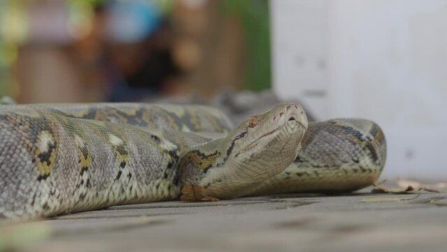 Python crawls on rocks and grass.