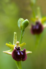 Orchidea (Ophrys incubacea). Lago di Baratz, Sassari, Sardegna. Italia.