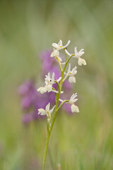 Orchidea, Orchis provincialis, Bunnari, Sassari, Sardegna, Italia