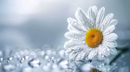 Schilderijen op glas Visualize the delicate beauty of a daisy flower adorned with raindrops, its petals glistening in the perfect lighting.  © Fatima