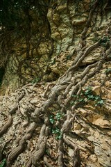 A climbing plant is weaving along the rock. Flora of the Caucasus Mountains