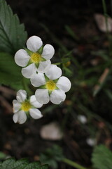 white flowers in the forest