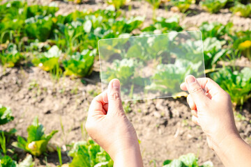 Female hands in green vegetable farm and working on virtual screen. Touch Screen of hi-tech. Scientist with smartphone of future in hands. Smart farming agriculture concept.