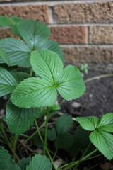 strawberry leaves growing in the summer garden