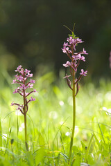 Orchidea (Orchis brancifortii). Oliena, Nuoro, Sardegna, Italia.