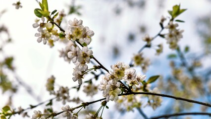 Cherry blossom branch in the spring garden