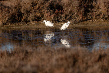 swan on the river