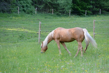Pferdeglück. Schönes Pferd auf der sommerlichen Weide