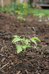 Cute young tomato plant growing in the summer backyard garden,