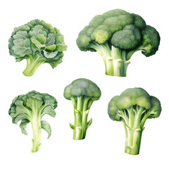 Watercolor painting Broccoli with isolated on a white background.