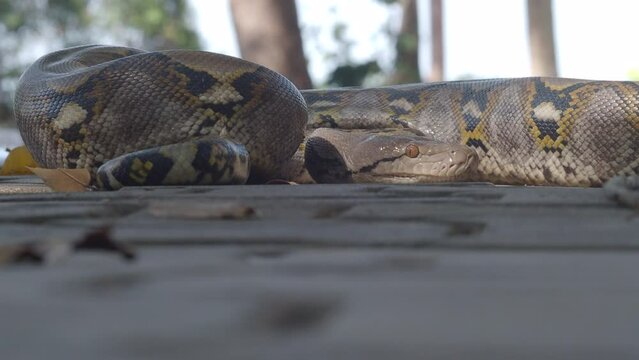 Python crawls on rocks and grass.