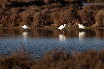 swans on the lake