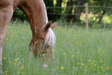 Pferdeglück. Schönes Pferd auf der sommerlichen Weide