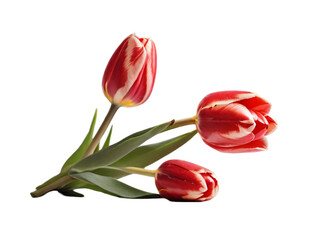 Tulip on transparent background