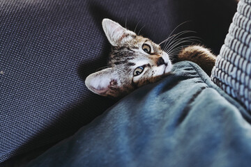 Portrait d'un chaton tigré en train de dormir profondément sur le canapé - 745214253