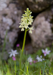 Orchidea (Orchis provincialis). Bolotana, Nuoro, Sardegna, Italia.
