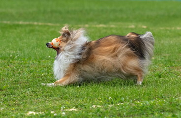 A Scottish Collie dog playfully catches a flying ball on a green field