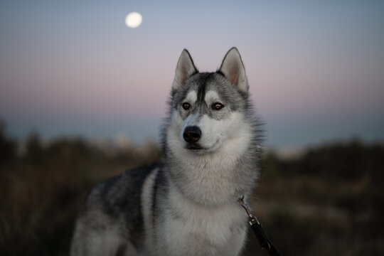 perro lobo husky blanco y gris retrato portrait atardecer luna cielo azul y purpura