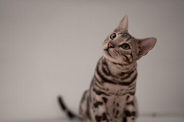gato bengal bengali posando fondo blanco gris y marron mirando a camara retrato