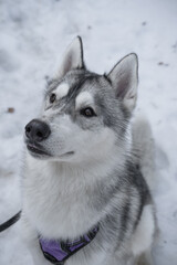 perro husky lobo negro y gris caminando montaña pirineo naturaleza bosque y rocas retrato © Fran