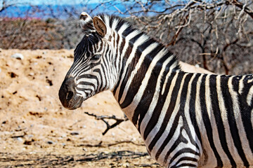 Fototapeta na wymiar Zebra, Equus quagga, head and shoulders profiled against a blurred background.
