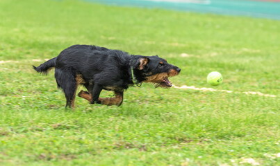 A dog playfully catches a flying ball on a green field
