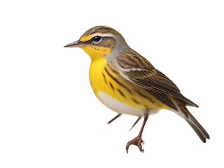 Obraz premium Warbler on transparent background