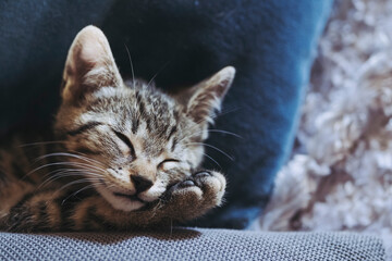 Portrait d'un chaton tigré en train de dormir profondément sur le canapé