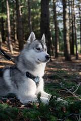 Husky blanco y gris en el bosque de arboles naranjas portrait retrato arbustos verdes y naturaleza lobo