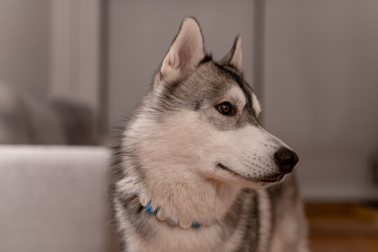 husky blanco y gris en casa retrato portrait mirando a camara lobo cachorro