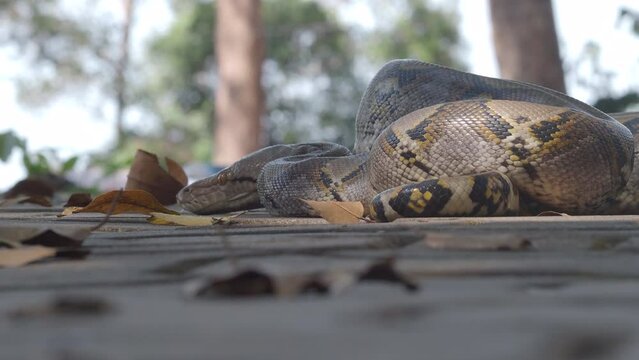 Python crawls on rocks and grass.