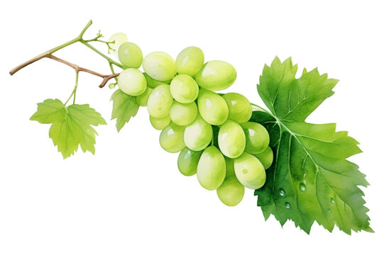 watercolor painting realistic Green grapes bunch isolated on white background. Clipping path included.