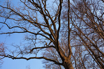 Bare branches of one of the deciduous trees in the park in early spring. Blue sky on the background.